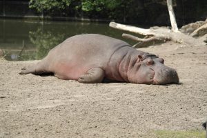 "A hippo on land" is the one beast these four friends unanimously agreed they could not take down with their bare hands.