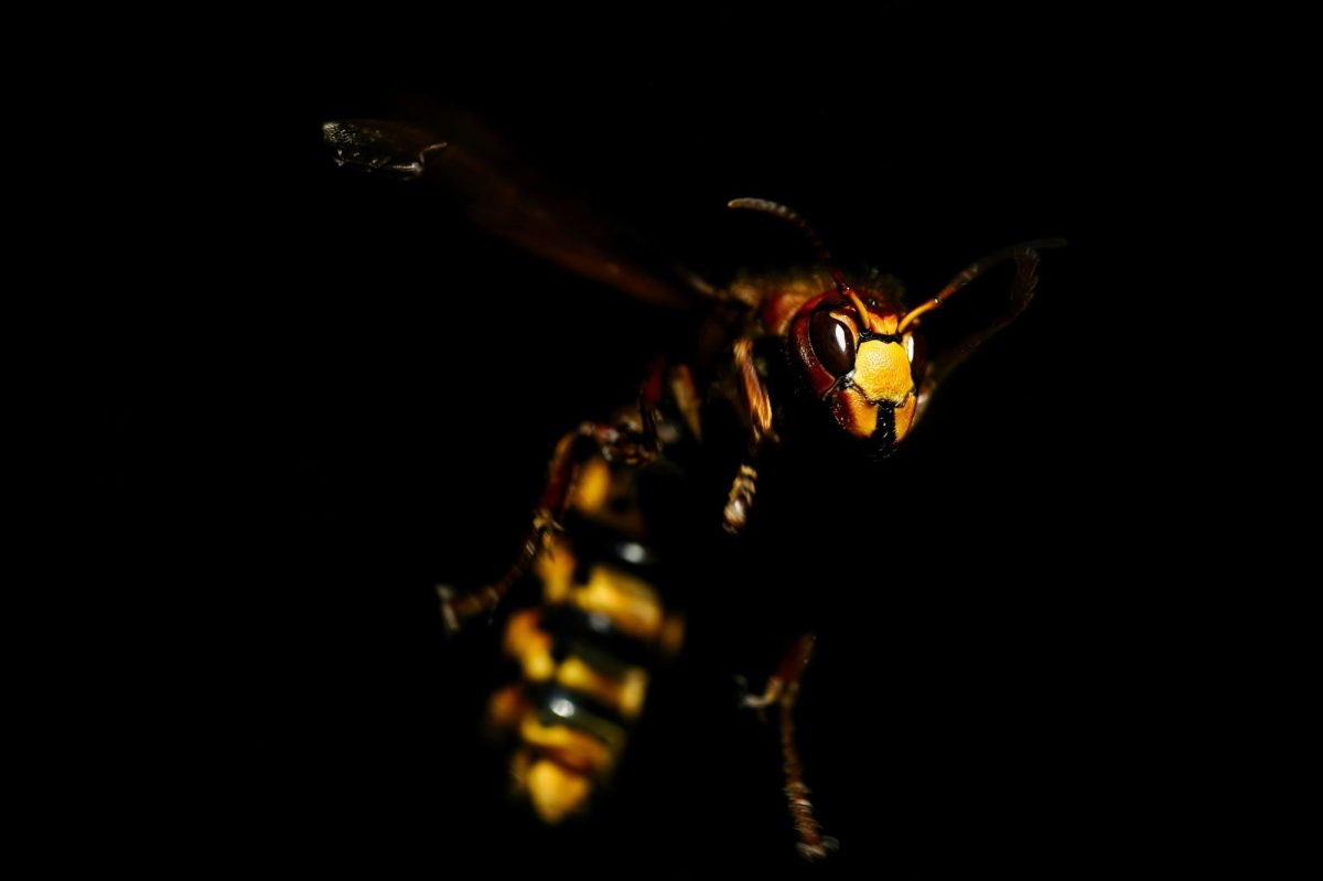 A sinister wasp plots its next move.