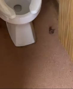 The "too perfect" poop in question.
