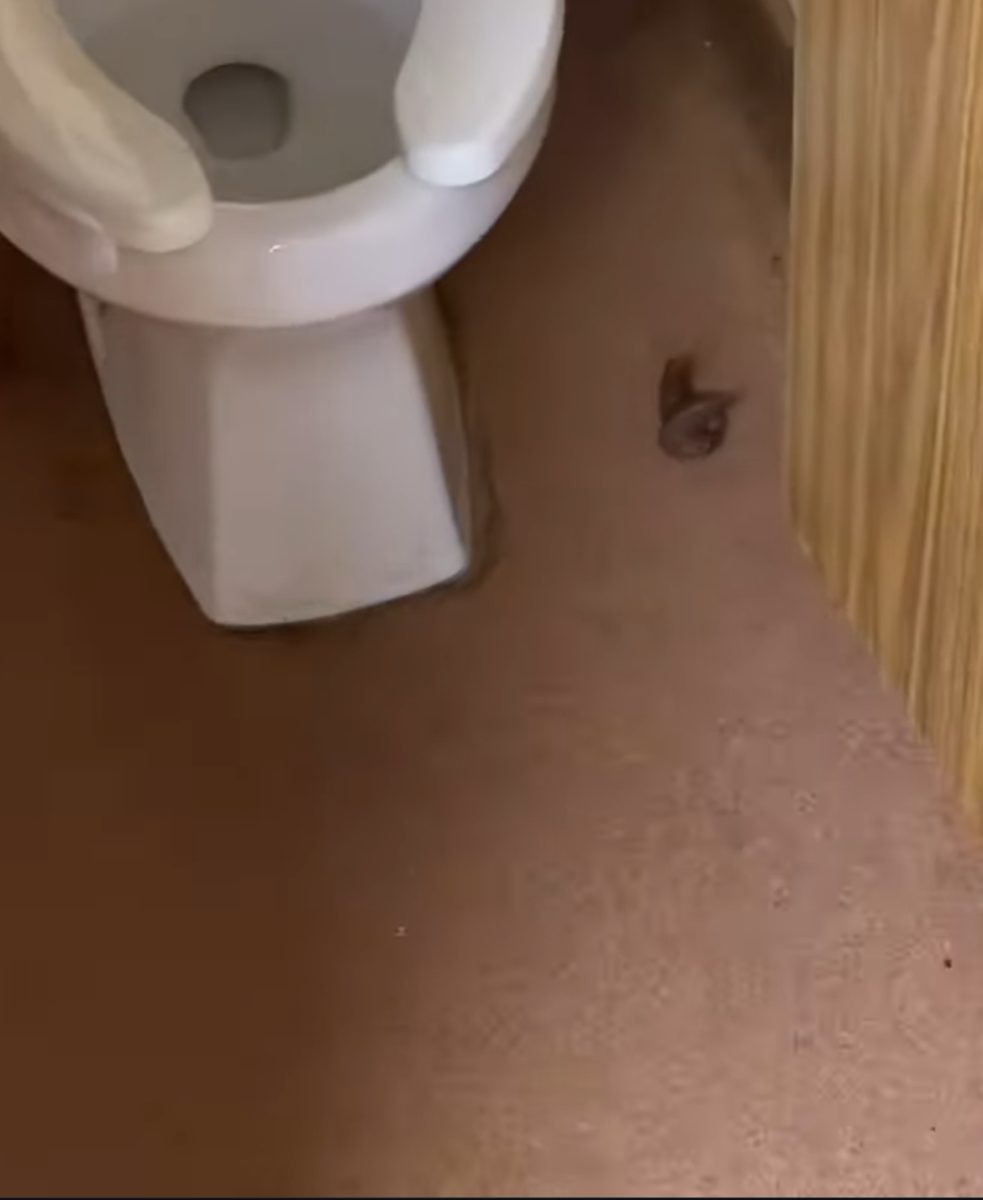 The "too perfect" poop in question.